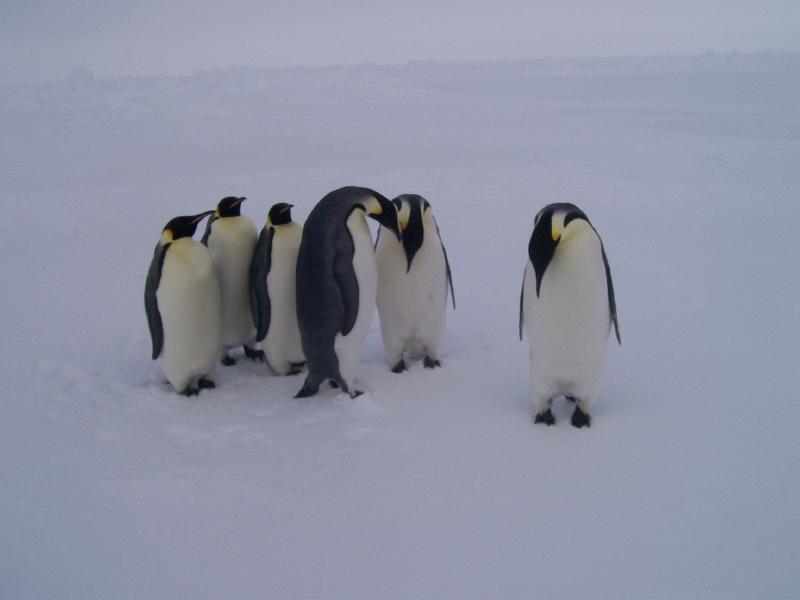 Penguin group.jpg